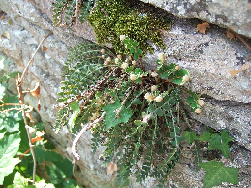 2010-05- (31).JPG